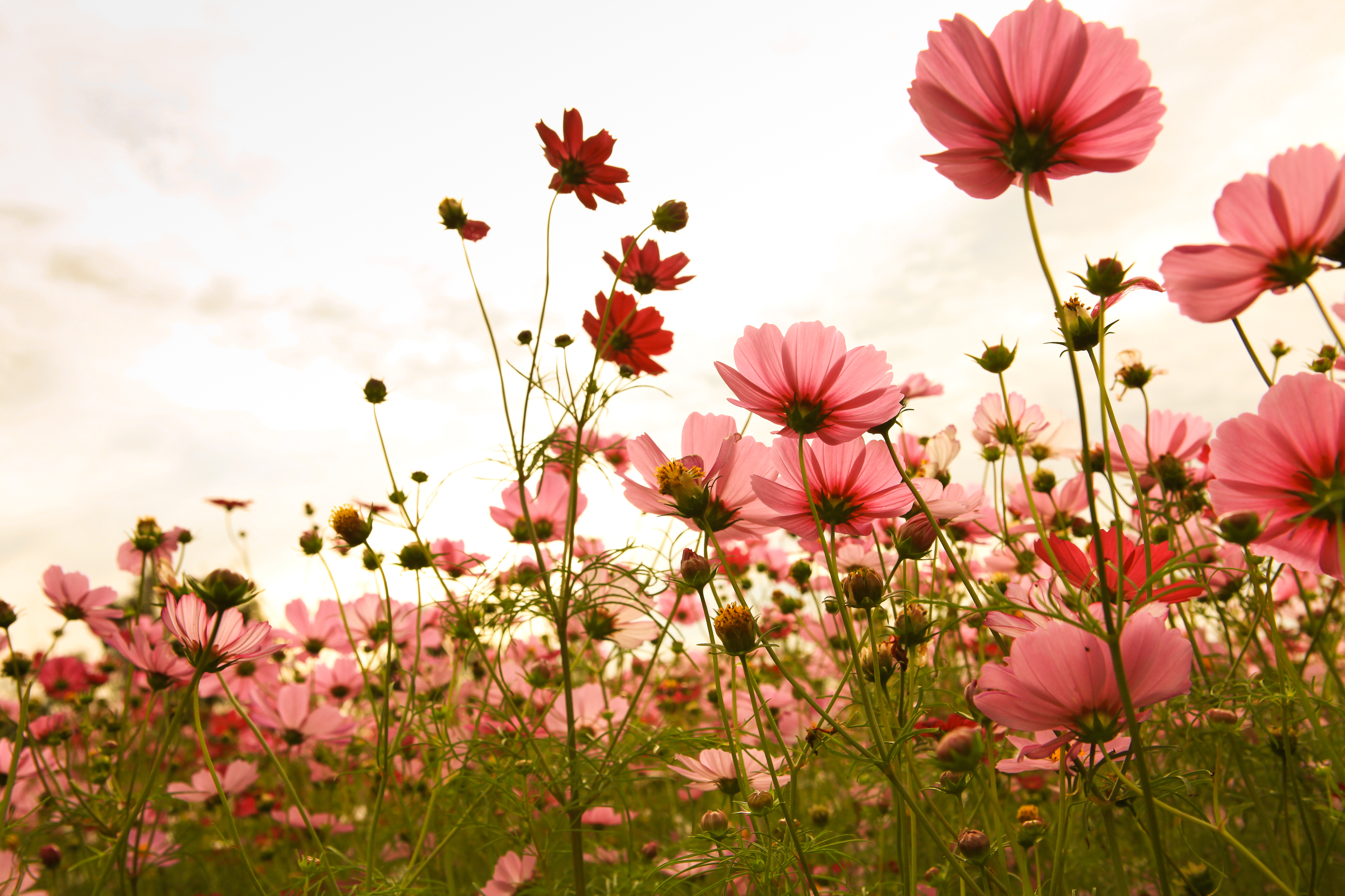 Pink flowers